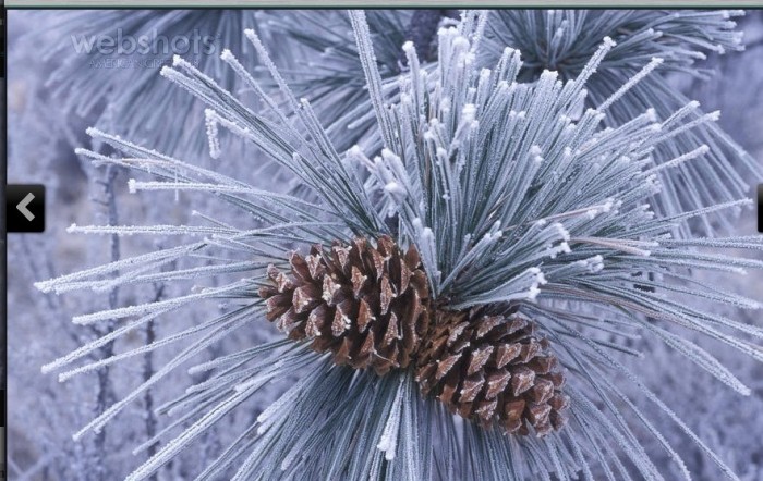 snowytrees (6).jpg (444 KB)